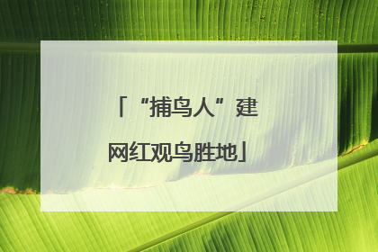 “捕鸟人”建网红观鸟胜地