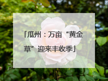 瓜州：万亩“黄金草”迎来丰收季