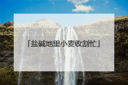 盐碱地里小麦收割忙