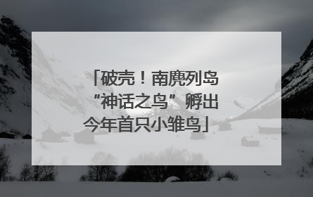 破壳！南麂列岛“神话之鸟”孵出今年首只小雏鸟