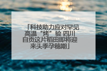 科技助力应对罕见高温“烤”验 四川自贡这片稻田即将迎来头季孕穗期