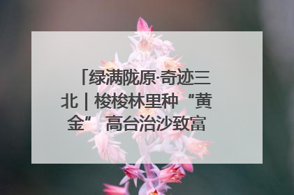 绿满陇原·奇迹三北｜梭梭林里种“黄金” 高台治沙致富很“从容”