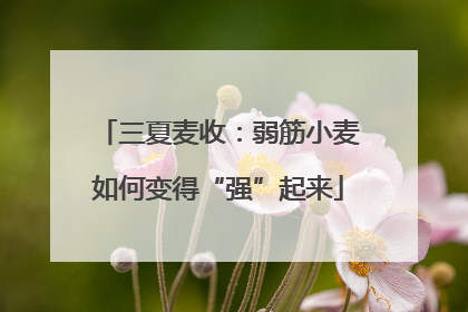 三夏麦收：弱筋小麦如何变得“强”起来