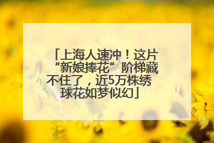 上海人速冲！这片“新娘捧花”阶梯藏不住了，近5万株绣球花如梦似幻