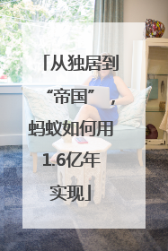 从独居到“帝国”，蚂蚁如何用1.6亿年实现