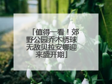 值得一看！郊野公园乔木绣球无敌贝拉安娜迎来盛开期