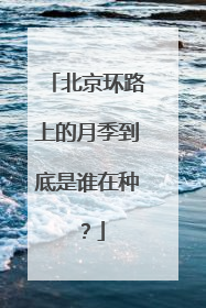 北京环路上的月季到底是谁在种？