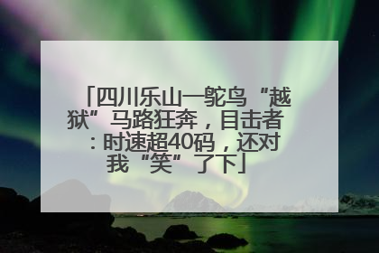四川乐山一鸵鸟“越狱”马路狂奔，目击者：时速超40码，还对我“笑”了下
