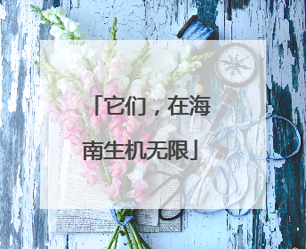 它们，在海南生机无限