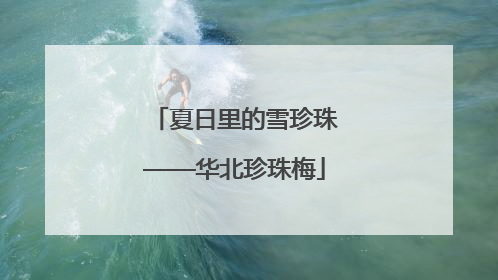 夏日里的雪珍珠——华北珍珠梅