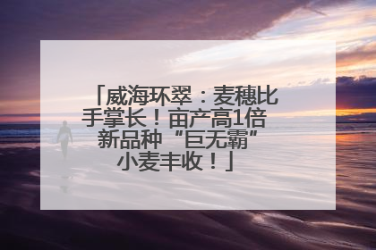 威海环翠：麦穗比手掌长！亩产高1倍 新品种“巨无霸”小麦丰收！