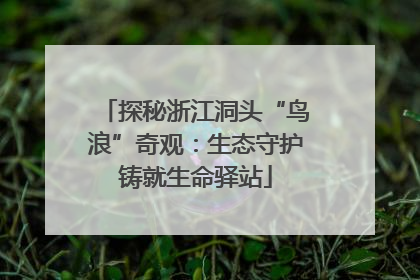 探秘浙江洞头“鸟浪”奇观：生态守护铸就生命驿站