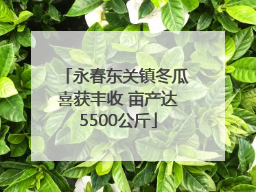 永春东关镇冬瓜喜获丰收 亩产达5500公斤