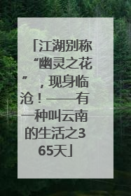 江湖别称“幽灵之花”，现身临沧！——有一种叫云南的生活之365天
