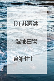 江苏泗洪：湿地白鹭育雏忙