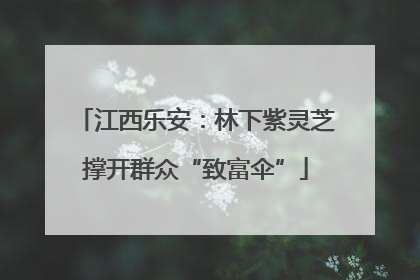 江西乐安：林下紫灵芝撑开群众“致富伞”