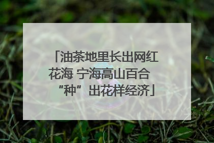 油茶地里长出网红花海 宁海高山百合“种”出花样经济