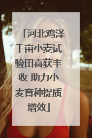 河北鸡泽千亩小麦试验田喜获丰收 助力小麦育种提质增效