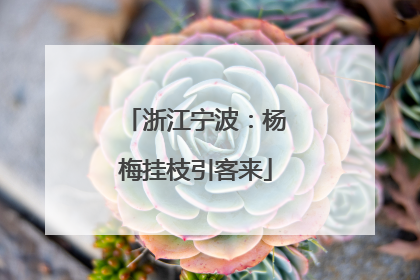 浙江宁波：杨梅挂枝引客来
