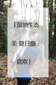 湿地生态美 夏日麋鹿欢