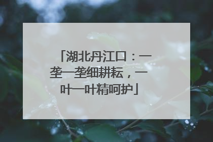 湖北丹江口：一垄一垄细耕耘，一叶一叶精呵护