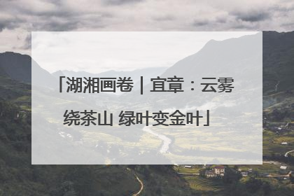 湖湘画卷｜宜章：云雾绕茶山 绿叶变金叶