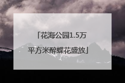花海公园1.5万平方米醉蝶花盛放