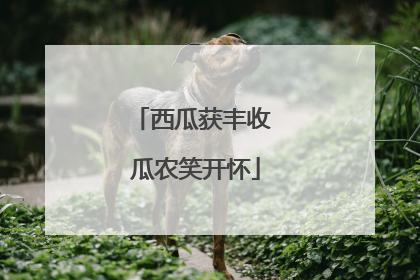 西瓜获丰收 瓜农笑开怀