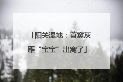 阳关湿地：首窝灰雁“宝宝”出窝了