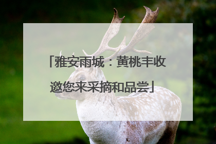 雅安雨城：黄桃丰收 邀您来采摘和品尝