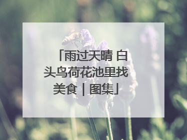 雨过天晴 白头鸟荷花池里找美食｜图集