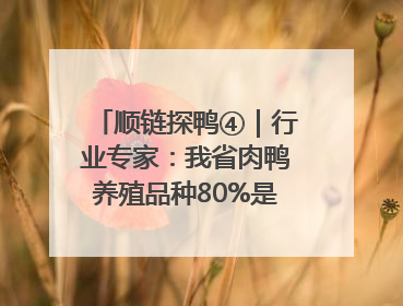 顺链探鸭④｜行业专家：我省肉鸭养殖品种80%是樱桃谷鸭