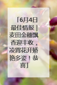 6月4日最佳情报｜麦田金穗飘香迎丰收，凌霄花开娇艳多姿！恭喜